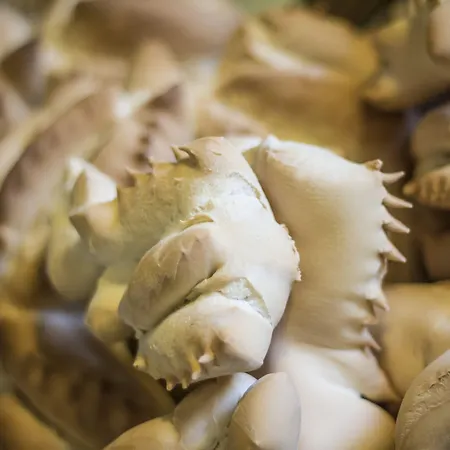 Wellness & 4* Castiadas