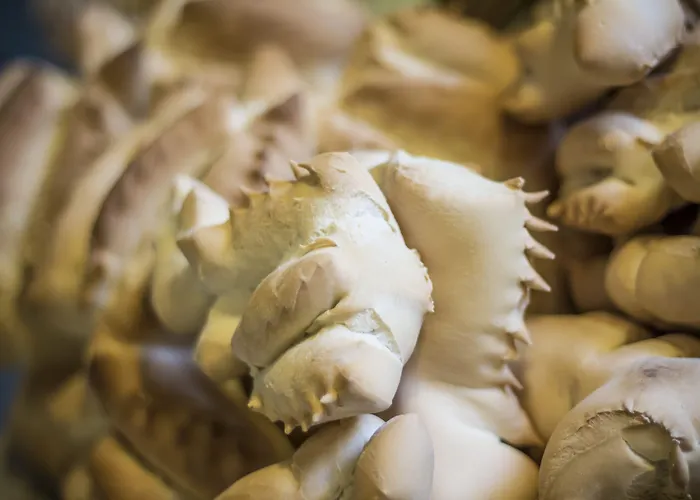 Wellness & 4* Кастиадас